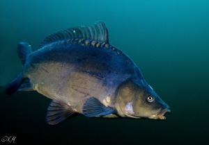 curious carp by Veronika Matějková 